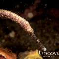Shorttailed Pipefish (Trachyrhamphus bicoarctatus), photo taken in Indonesia, North Sulawesi, Lembeh Strait, Tanjung Kubur