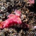 Nudibranch, photo taken in Indonesia, North Sulawesi, Lembeh Strait, Tanjung Kubur