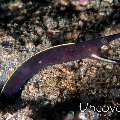 Ribbon Eel (Rhinomuraena quaesita)
