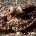 Coconut octopus (Amphioctopus marginatus), photo taken in Indonesia, North Sulawesi, Lembeh Strait, Tanjung Kubur