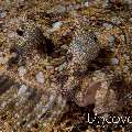 Flounder, photo taken in Indonesia, North Sulawesi, Lembeh Strait, Tanjung Kubur