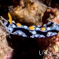 Nudibranch, photo taken in Indonesia, North Sulawesi, Lembeh Strait, Tanjung Kubur