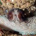 Day Octopus (Octopus cyanea), photo taken in Indonesia, North Sulawesi, Lembeh Strait, Tanjung Kubur