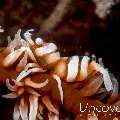 Anker's Whip Coral Shrimp (Pontonides ankeri)
