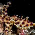 Blue Ring Octopus (Hapalochlaena lunulata), photo taken in Indonesia, North Sulawesi, Lembeh Strait, Critter Hunt