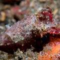 Pygmy Cuttlefish (Sepia bandensis), photo taken in Indonesia, North Sulawesi, Lembeh Strait, Critter Hunt