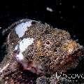 Humpback Scorpionfish (Scorpaenopsis macrochir), photo taken in Indonesia, North Sulawesi, Lembeh Strait, Jahir 1