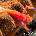 Emperor Shrimp (Periclimenes imperator), photo taken in Indonesia, North Sulawesi, Lembeh Strait, Aer Bajo 3