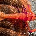 Emperor Shrimp (Periclimenes imperator), photo taken in Indonesia, North Sulawesi, Lembeh Strait, Aer Bajo 3