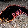 Flatworm, photo taken in Indonesia, North Sulawesi, Lembeh Strait, Aer Bajo 3