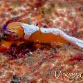 Emperor Shrimp (Periclimenes imperator), photo taken in Indonesia, North Sulawesi, Lembeh Strait, Jahir 1