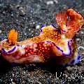 Nudibranch, photo taken in Indonesia, North Sulawesi, Lembeh Strait, Aer Bajo 3