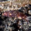 Pygmy Squid (Idiosepius paradoxus), photo taken in Indonesia, North Sulawesi, Lembeh Strait, Jahir 1