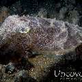 Broadclub cuttlefish (Sepia latimanus), photo taken in Indonesia, North Sulawesi, Lembeh Strait, Aer Bajo 3