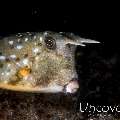 Juvenile, Longhorn Cowfish (Lactoria cornuta)