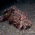 Scorpionfish, photo taken in Indonesia, North Sulawesi, Lembeh Strait, Aer Bajo 3