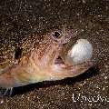 Pufferfish, Snakefish (Trachinocephalus myops)