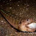 Pufferfish, Snakefish (Trachinocephalus myops), photo taken in Indonesia, North Sulawesi, Lembeh Strait, Aer Bajo 3