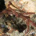 Sponge Spider Crab (Oncinopus sp. 2), photo taken in Indonesia, North Sulawesi, Lembeh Strait, Aer Prang 2