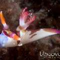Nudibranch, photo taken in Indonesia, North Sulawesi, Lembeh Strait, Aer Prang 2