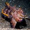 Flamboyant Cuttlefish (Metasepia pfefferi), photo taken in Indonesia, North Sulawesi, Lembeh Strait, Aer Prang 2