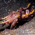 Flamboyant Cuttlefish (Metasepia pfefferi), photo taken in Indonesia, North Sulawesi, Lembeh Strait, Aer Prang 2