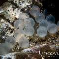 Eggs, Flamboyant Cuttlefish (Metasepia pfefferi)