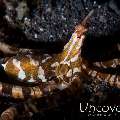 Wonderpus Octopus (Wunderpus photogenicus), photo taken in Indonesia, North Sulawesi, Lembeh Strait, Aer Prang 2