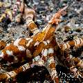 Wonderpus Octopus (Wunderpus photogenicus), photo taken in Indonesia, North Sulawesi, Lembeh Strait, Aer Prang 2