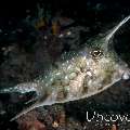 Juvenile, Longhorn Cowfish (Lactoria cornuta)
