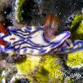 Nudibranch, photo taken in Indonesia, North Sulawesi, Lembeh Strait, Aer Prang 2