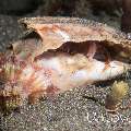Hermit Crab, photo taken in Indonesia, North Sulawesi, Lembeh Strait, Aer Bajo 1