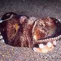 Coconut octopus (Amphioctopus marginatus), photo taken in Indonesia, North Sulawesi, Lembeh Strait, Aer Bajo 1