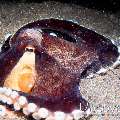 Coconut octopus (Amphioctopus marginatus), photo taken in Indonesia, North Sulawesi, Lembeh Strait, Aer Bajo 1