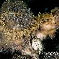 Dragon Nudibranch, photo taken in Indonesia, North Sulawesi, Lembeh Strait, Aer Bajo 1