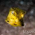 Yellow Boxfish (Ostracion cubicus), photo taken in Indonesia, North Sulawesi, Lembeh Strait, Aer Bajo 1