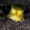 Yellow Boxfish (Ostracion cubicus)