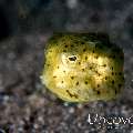 Yellow Boxfish (Ostracion cubicus), photo taken in Indonesia, North Sulawesi, Lembeh Strait, Aer Bajo 1