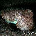 Broadclub cuttlefish (Sepia latimanus), photo taken in Indonesia, North Sulawesi, Lembeh Strait, Aer Bajo 1