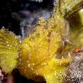 Leaf Scorpionfish (Taenianotus triacanthus), photo taken in Indonesia, North Sulawesi, Lembeh Strait, Pante Parigi 1