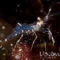 Commensal Shrimp, photo taken in Indonesia, North Sulawesi, Lembeh Strait, Pante Parigi 1