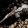 Robust Ghostpipefish (Solenostomus cyanopterus)