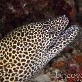 Honeycomb Moray (Gymnothorax Favagineus)