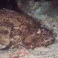 Camouflage Grouper (Epinephelus Polyphekadion)