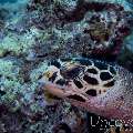 Hawksbill Sea Turtle (Eretmochelys Imbricata)