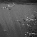 Spinner dolphin (Stenella longirostris), photo taken in Maldives, Male Atoll, North Male Atoll, Colloseum