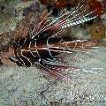 Devil Firefish (Pterois miles)