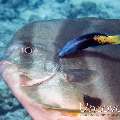 Blanthead Batfish (Platax teira), photo taken in Maldives, Male Atoll, North Male Atoll, Kani Corner