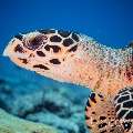 Hawksbill Sea Turtle (Eretmochelys Imbricata)