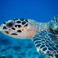 Hawksbill Sea Turtle (Eretmochelys imbricata), photo taken in Maldives, Male Atoll, North Male Atoll, Kani Corner
